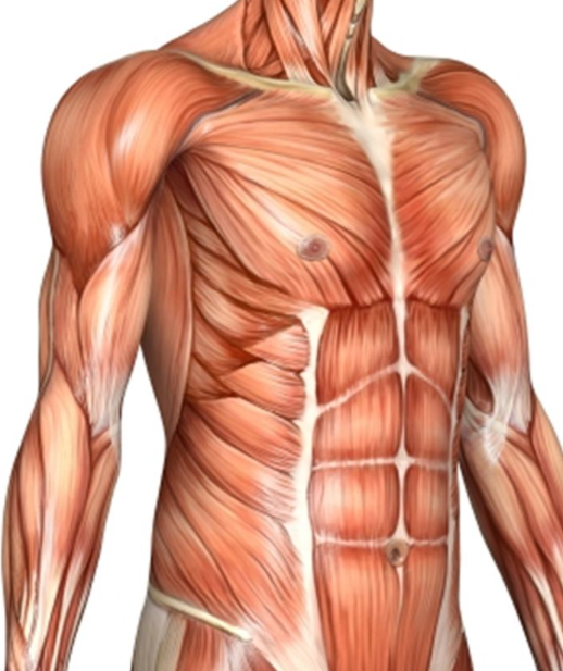 The contractile properties of muscles.