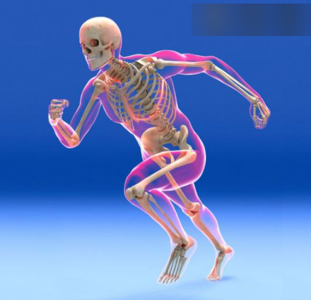 1. Skeletal system - introduction