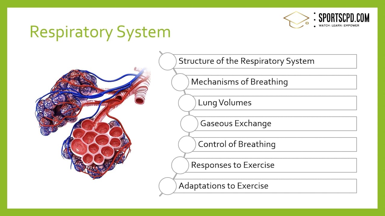 1. Introduction to the Respiratory system Exercise Physiology