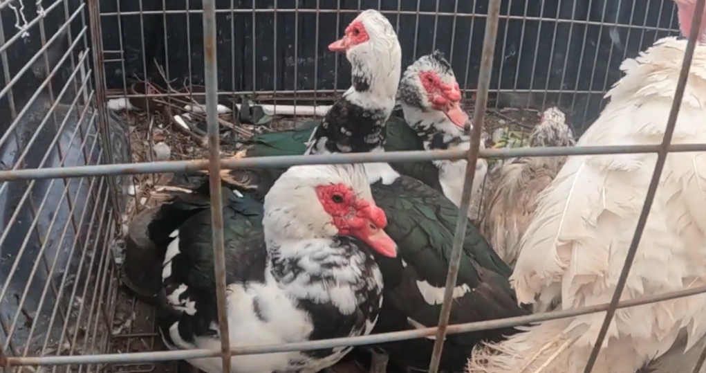 Chicken and Duck Plucking on the Homestead 