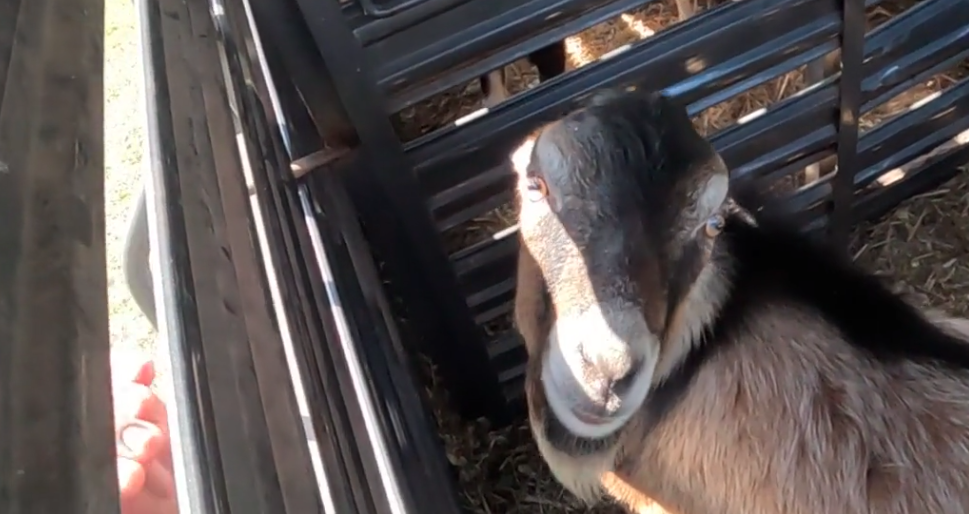 Goats with No Ears and Continue Growing Front Leg