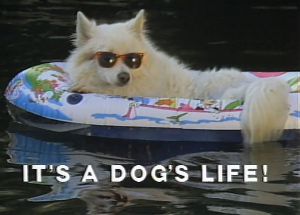It's A Dogs Life