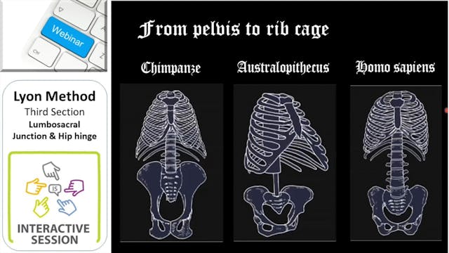 SSOL-Lyon Method Certification: Tutorial 3 (Lumbosacral Junction & Hip hinge)