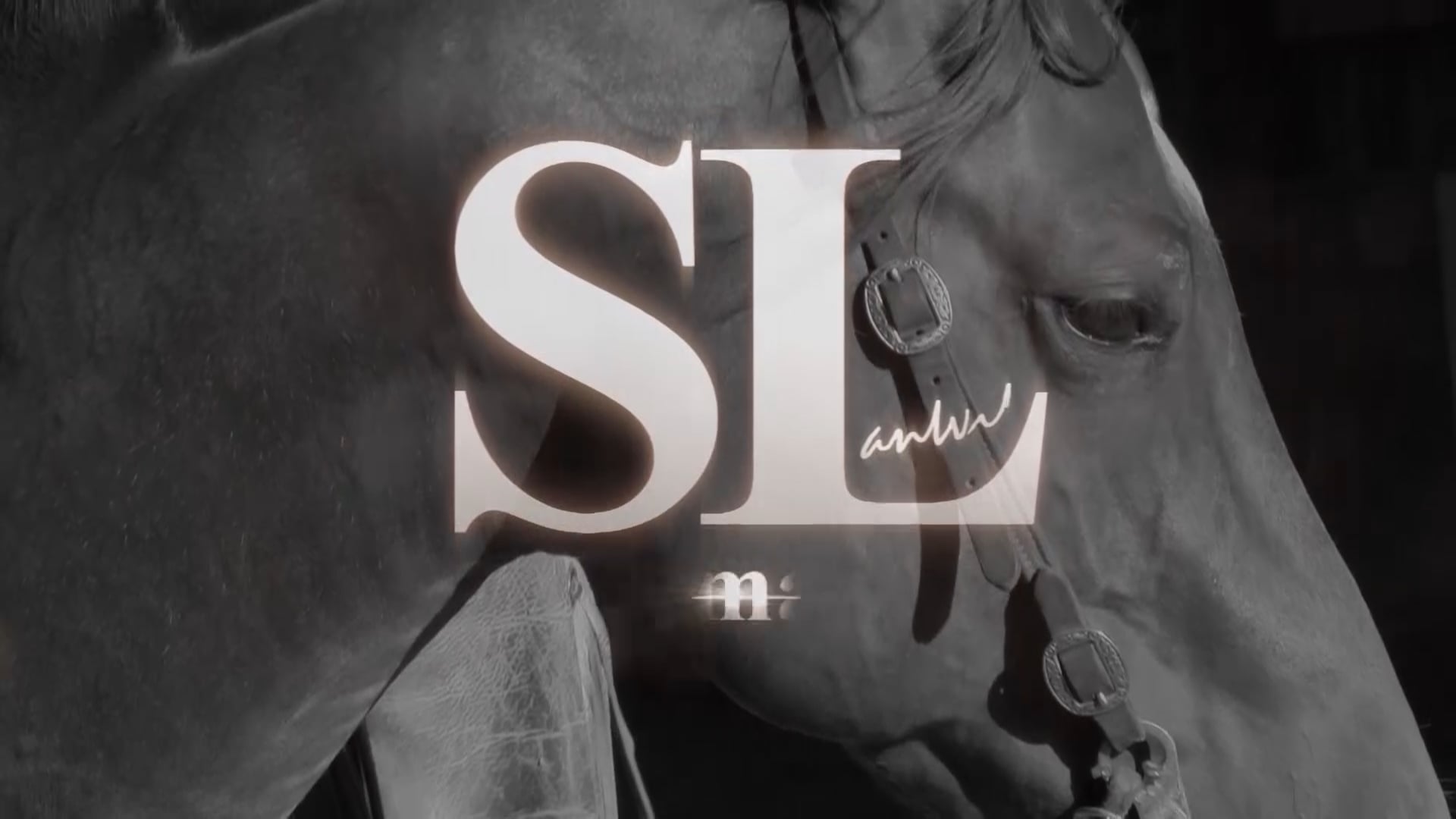 3105_Colt learning trail obstacles part 1 of 2