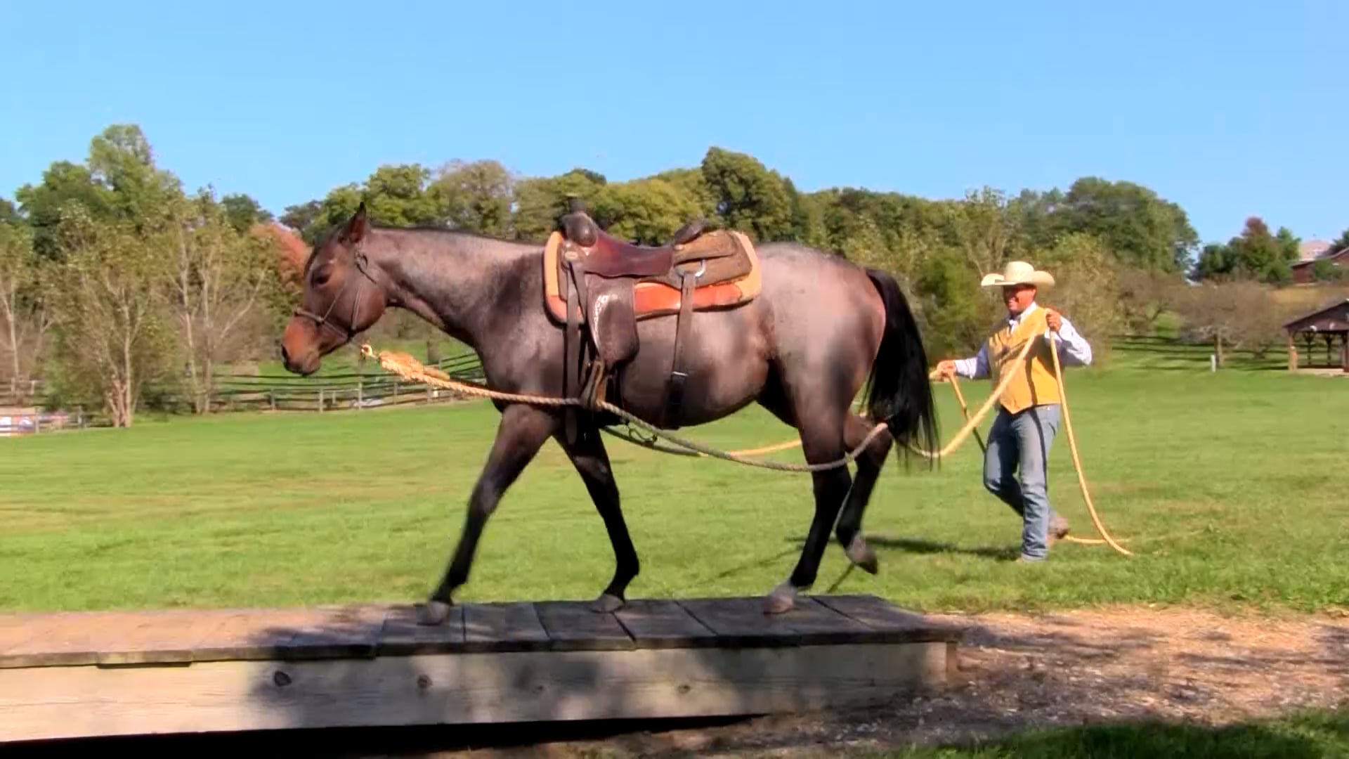 3401_FreeingUpABoundUpHorse