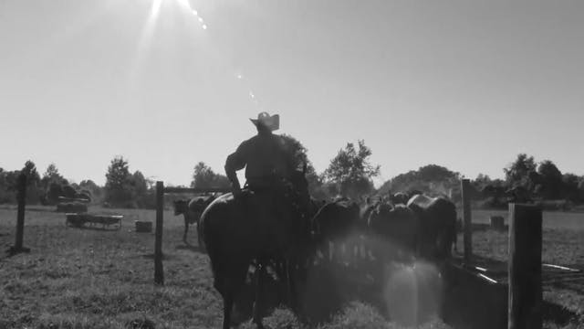 2412_HelpTheHorsesShoulderStayUp