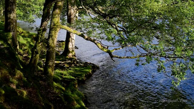 TranquilSpot-Lakes-Sykes-Side-Trees-M...
