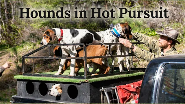 Hounds in Hot Pursuit