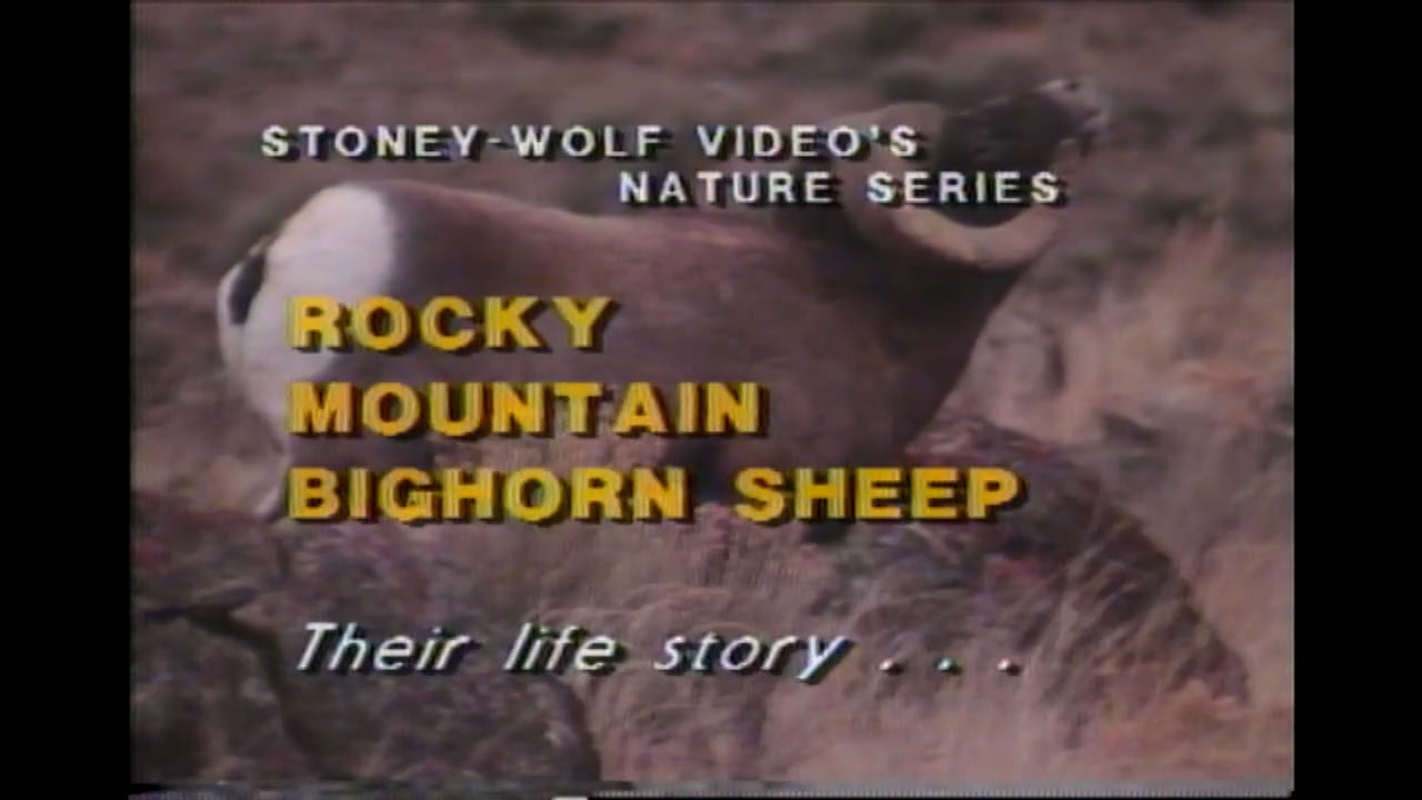 Rocky Mountain Bighorn Sheep