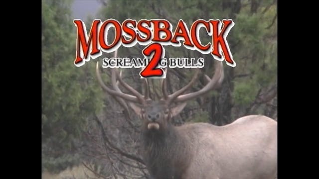 Screaming Bulls 2