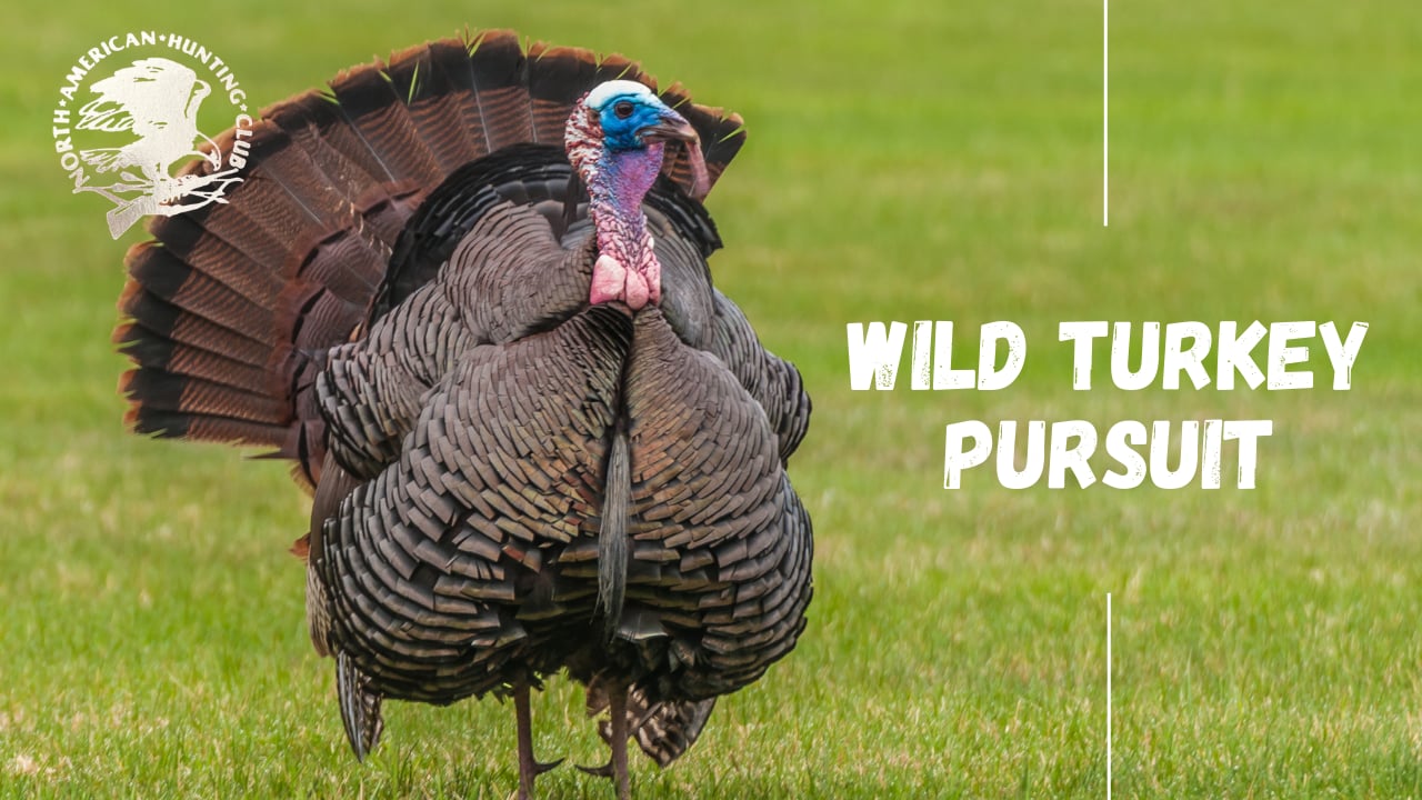 Wild Turkey Pursuit