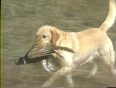 Training Your Retriever: Basic