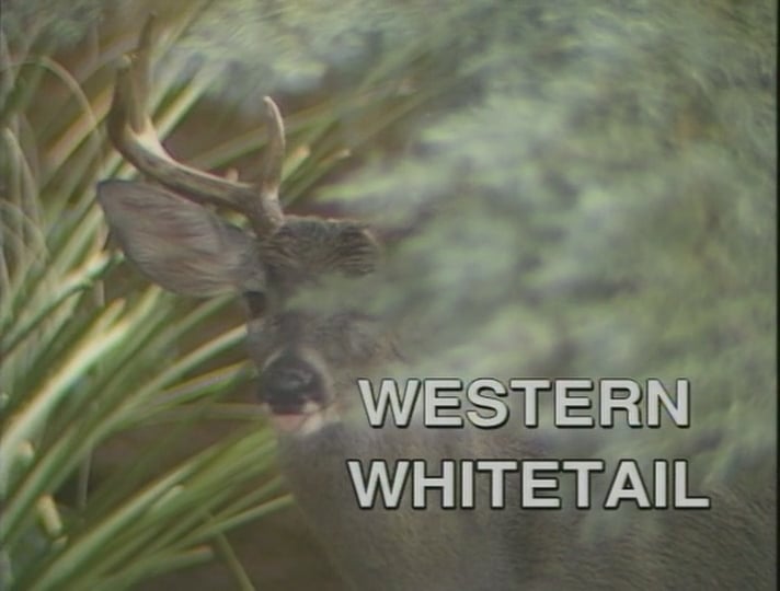 Western Whitetail