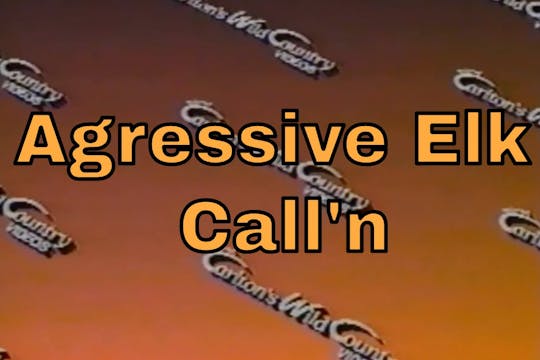 Aggresive Elk Calling