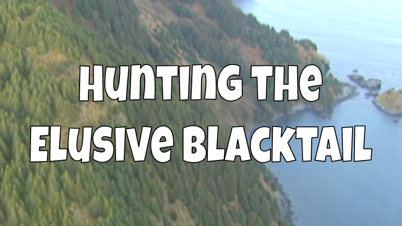 Hunting the Elusive Blacktail