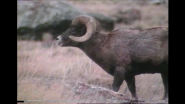 Rocky Mountain Bighorn Sheep