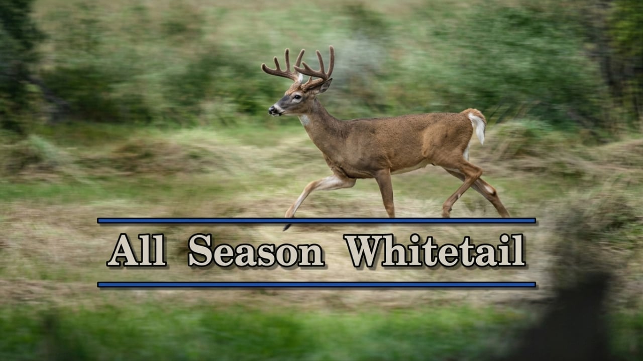 All Season Whitetail