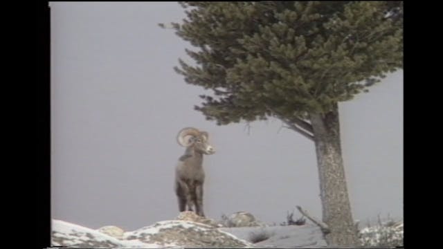 Bighorns of Wyoming