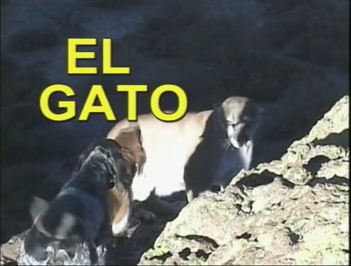 El Gato 1: Hunting the Big Cat