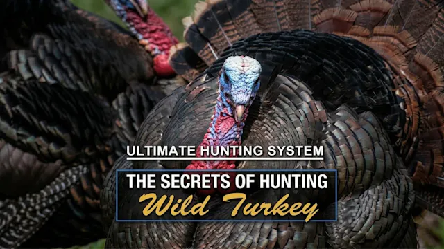 Secrets to Hunting Wild Turkey