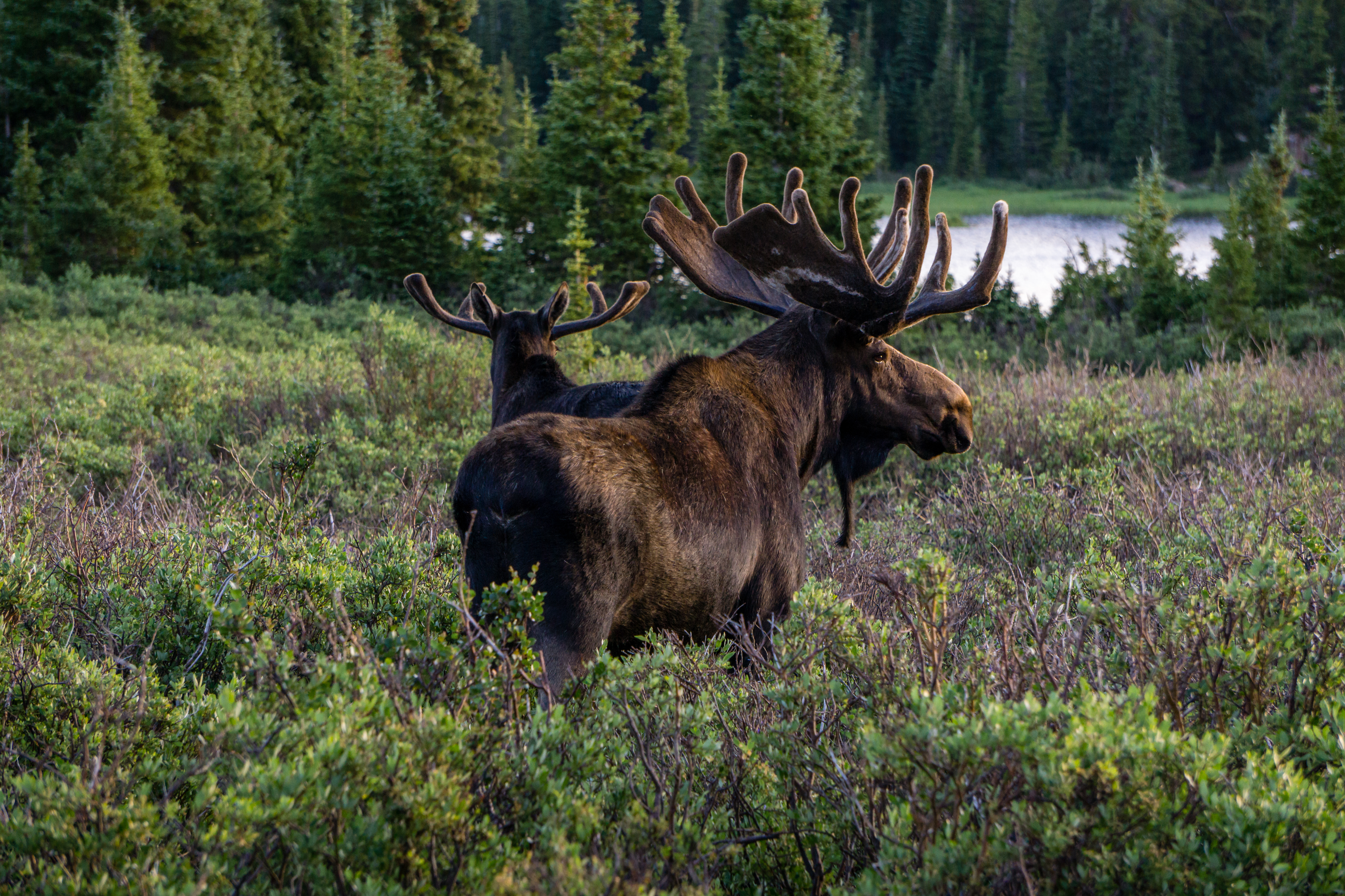 Moose