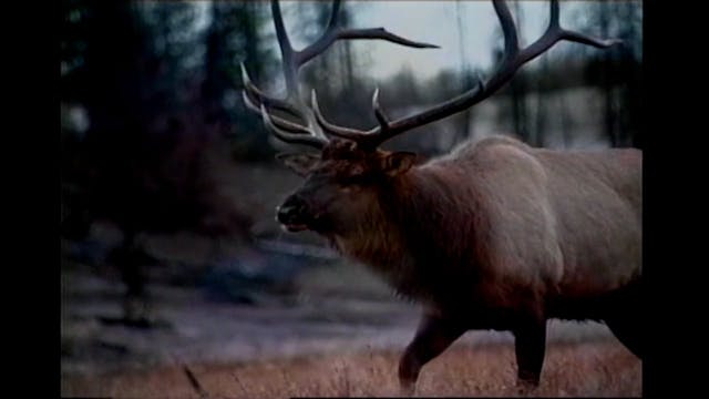 Bugle Magazine - Spring 1994