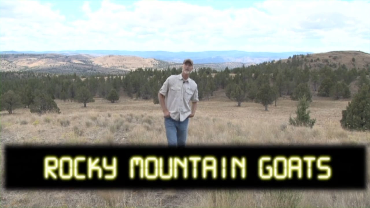 Rocky Mountain Goats