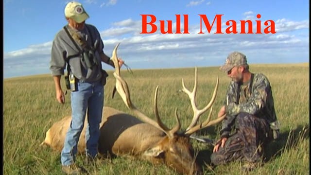 Bull Mania