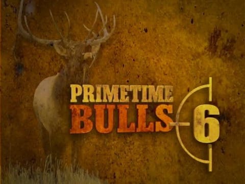 Primetime Bulls 6