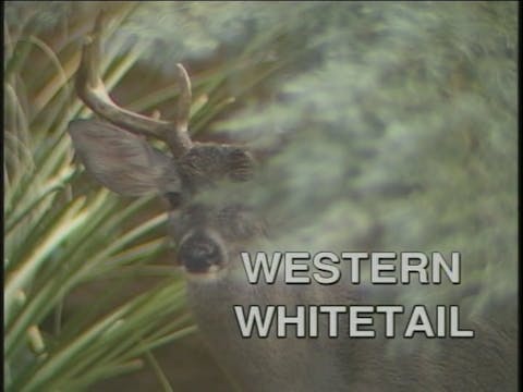 Western Whitetail 1