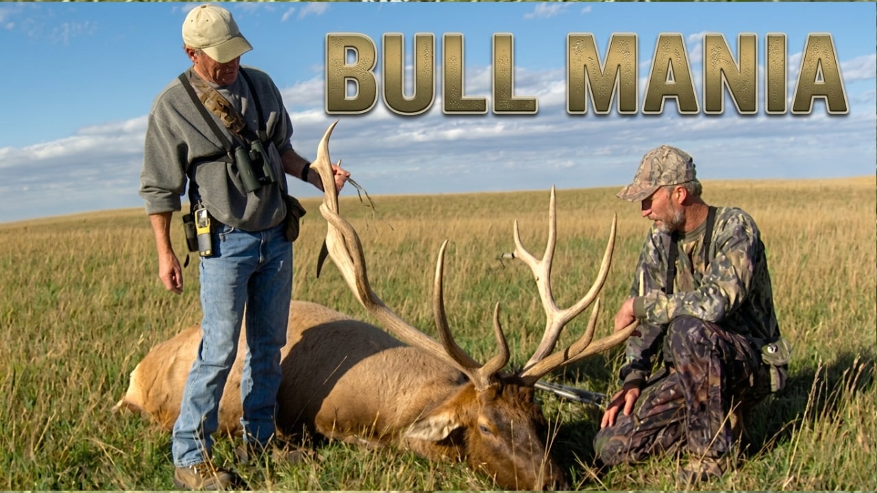 Bull Mania