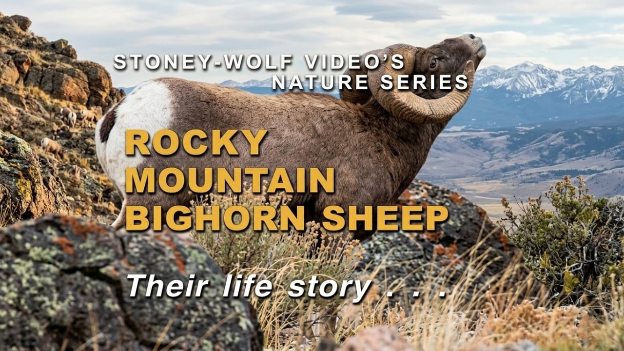 Rocky Mountain Bighorn Sheep
