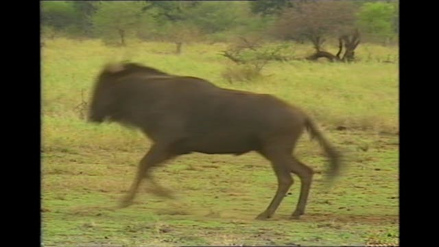 Bush Tales - Zebra and Wildebeest