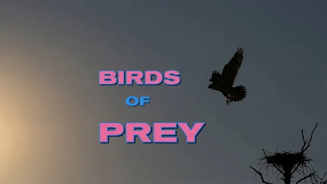 Birds of Prey