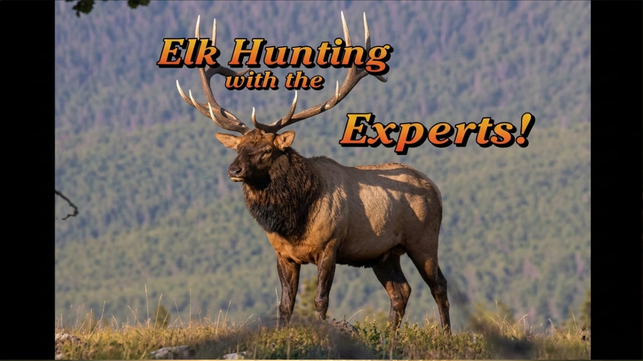 Elk Hunting with the Experts