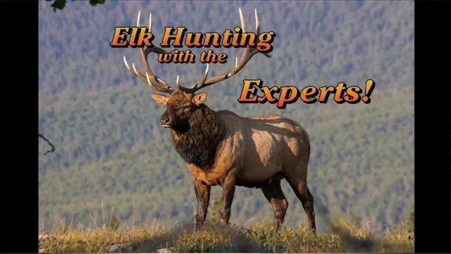 Elk Hunting with the Experts