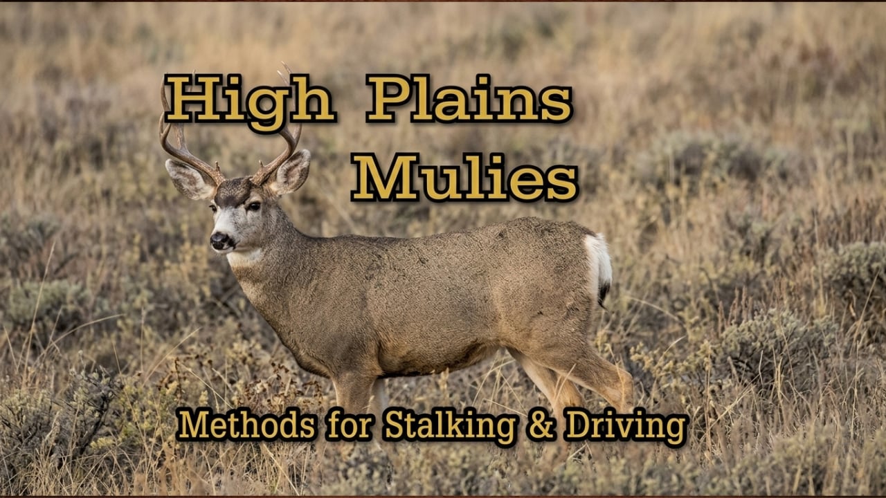 High Plains Mulies