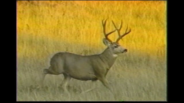 North American Hunting Club: Mule Deer