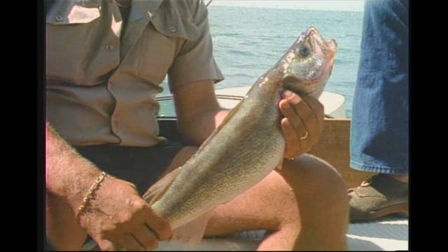 Walleye Tactics