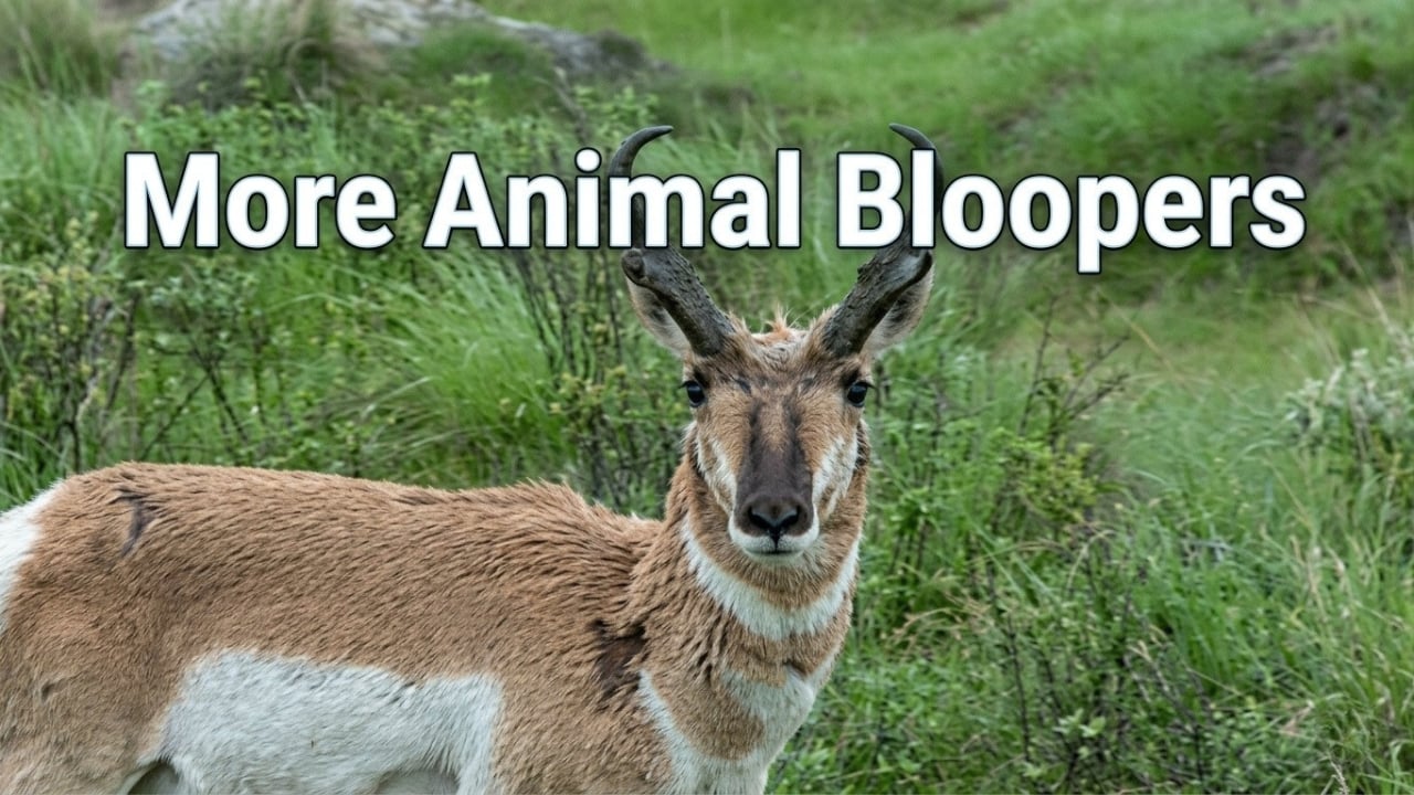 More Animal Bloopers