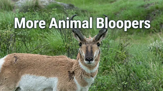 More Animal Bloopers