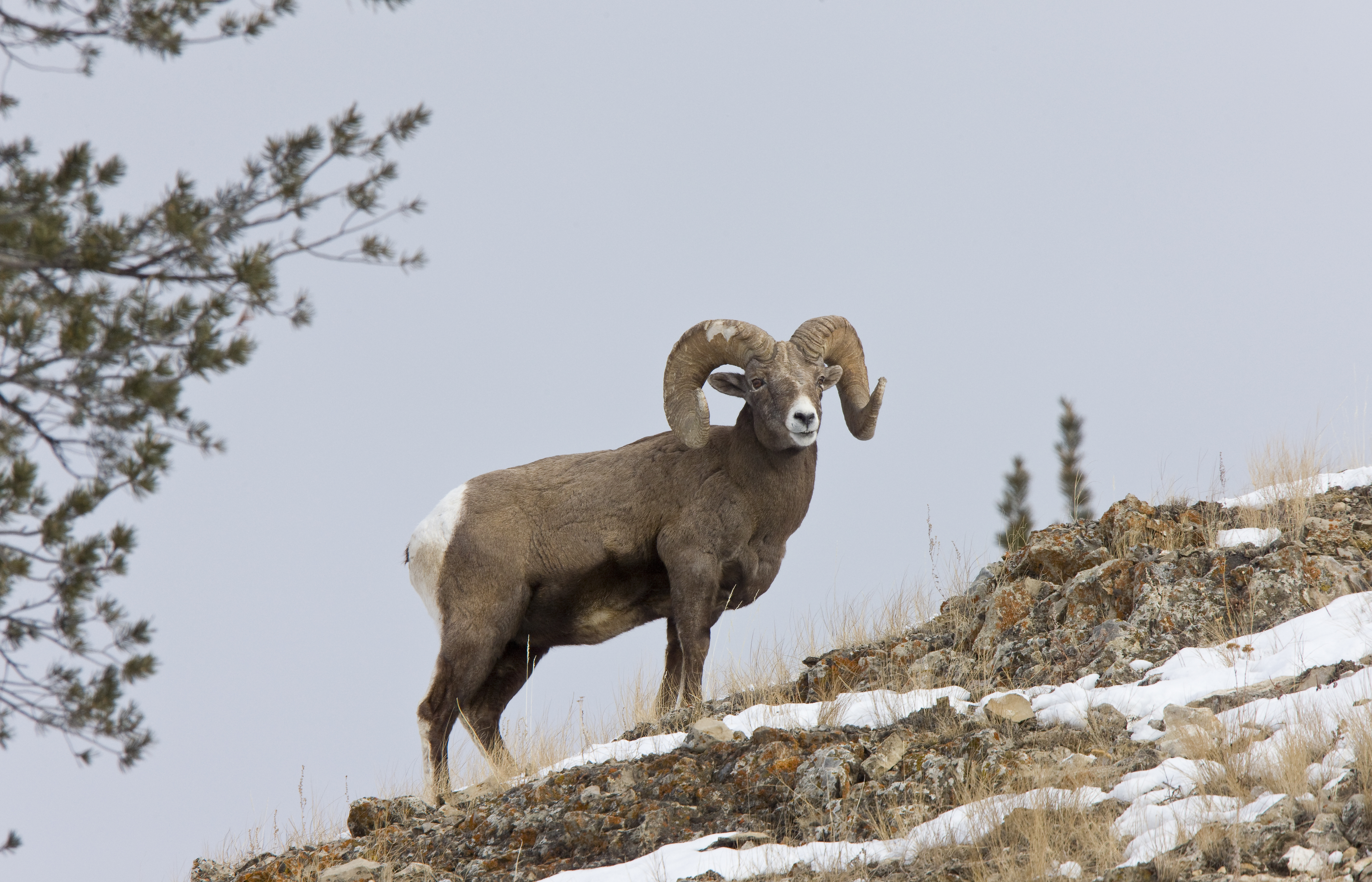Other Big Game / Multi-species Hunts