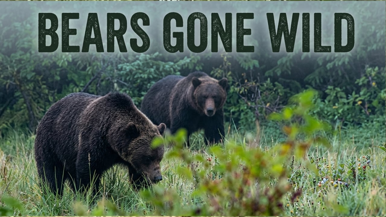 Bears Gone Wild