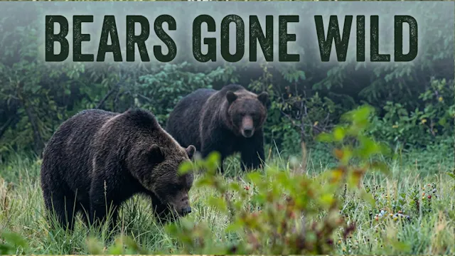 Bears Gone Wild