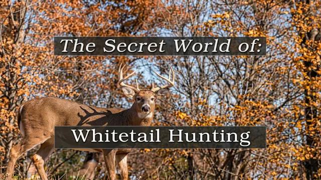 Secret World of Whitetail Hunting