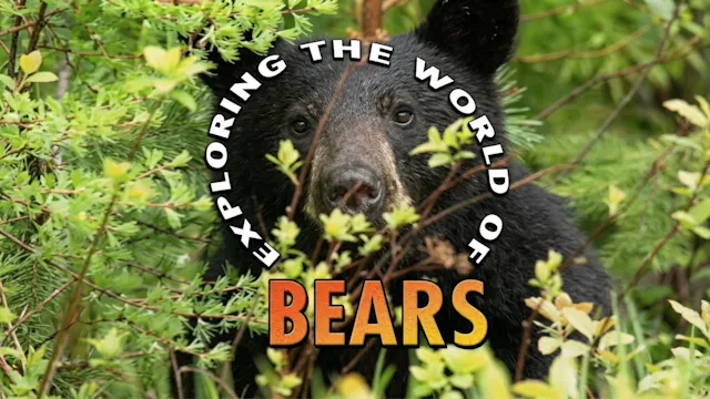 Exploring the World of Bears