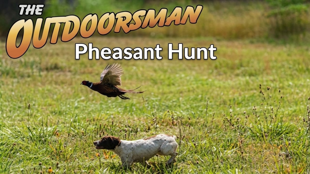 The Outdoorsman: Pheasant Hunt