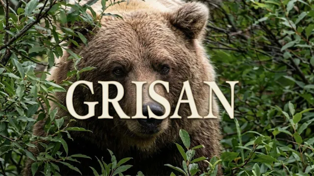 Grisan - North American Grizzly Bear