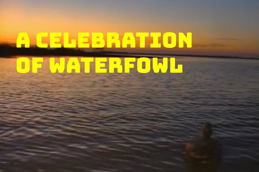 A Celebration Of Waterfowl