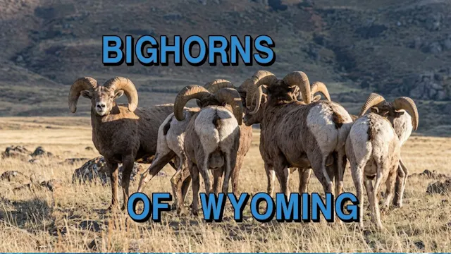 Bighorns of Wyoming